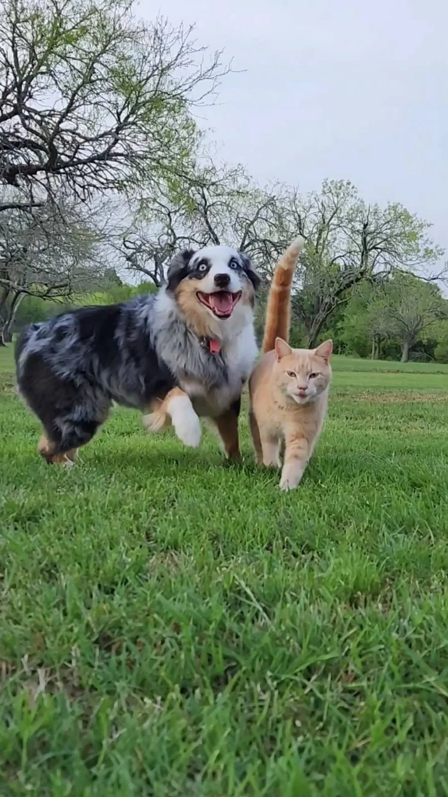 Pet Sitting by Kyle